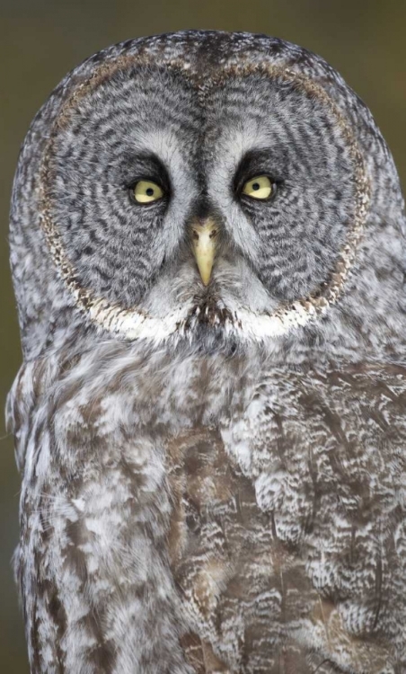 Picture of CANADA, QUEBEC, BEAUPORT GREAT GRAY OWL CLOSE-UP