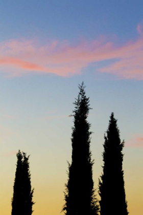 Picture of ITALY, ORVIETO CYPRESS TREES AND CLOUD AT SUNSET