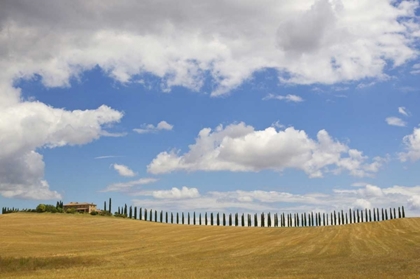 Picture of ITALY, TUSCANY CYPRESS TREE ALLEY AND FARM HOUSE