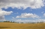 Picture of ITALY, TUSCANY CYPRESS TREE ALLEY AND FARM HOUSE