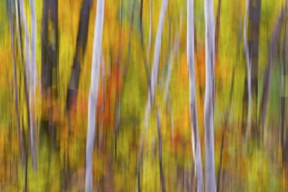 Picture of CANADA, QUEBEC BLUR OF AUTUMN IN HARDWOOD FOREST