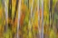 Picture of CANADA, QUEBEC BLUR OF AUTUMN IN HARDWOOD FOREST