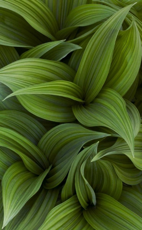 Picture of CANADA, QUEBEC, YAMASKA NP GREEN FALSE HELLEBORE