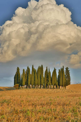 Picture of ITALY, TUSCANY CYPRESS GROVE AND CLOUD FORMATION