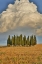 Picture of ITALY, TUSCANY CYPRESS GROVE AND CLOUD FORMATION