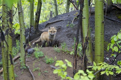 Picture of CANADA, MT ST-BRUNO PARK RED FOX KIT AT DEN SITE