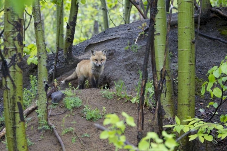 Picture of CANADA, MT ST-BRUNO PARK RED FOX KIT AT DEN SITE