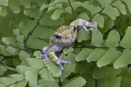 Picture of CANADA, QUEBEC, GRAY TREE FROG ON MAIDENHAIR FERN