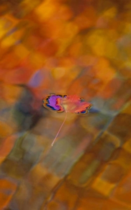 Picture of CANADA, QUEBEC, MAPLE LEAF ON AUTUMN-COLORED POOL