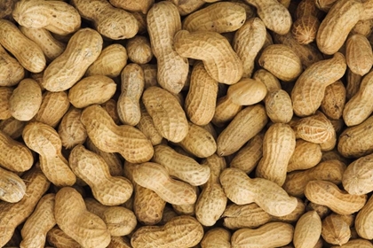 Picture of CLOSE-UP OF UNSHELLED PEANUTS