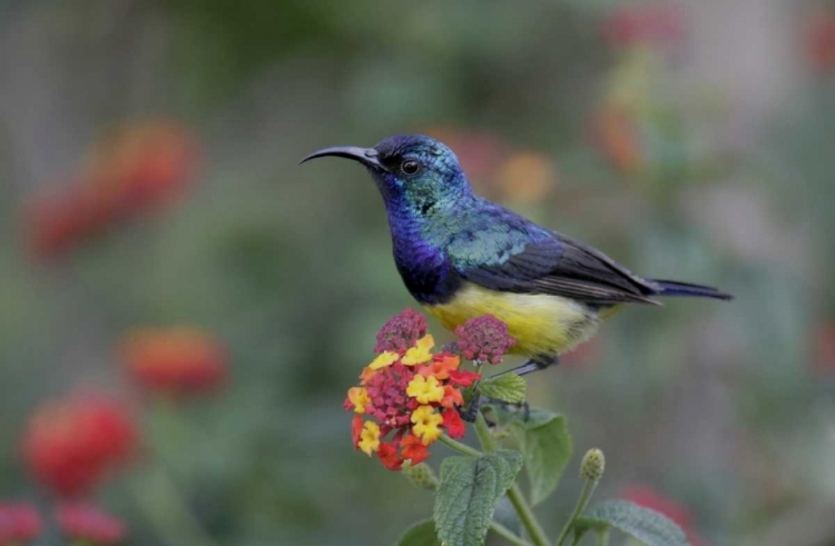 Picture of KENYA, LAKE NAIVASHA VARIABLE SUNBIRD ON FLOWERS