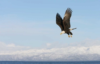 Picture of AK, HOMER BALD EAGLE IN FLIGHT WITH UPBEAT WINGS