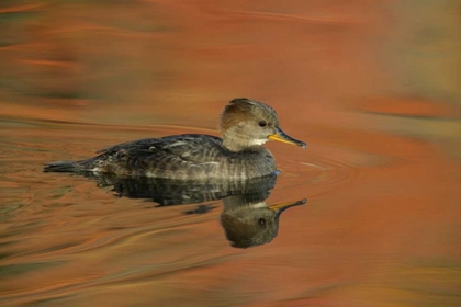 Picture of OHIO, CLEVELAND HOODED MERGANSER MOVING IN WATER
