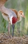 Picture of FL, INDIAN LAKE ESTATES SANDHILL CRANE AND CHICK