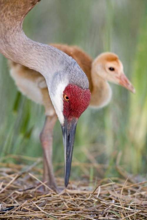 Picture of FL, INDIAN LAKE ESTATES SANDHILL CRANE AND CHICK