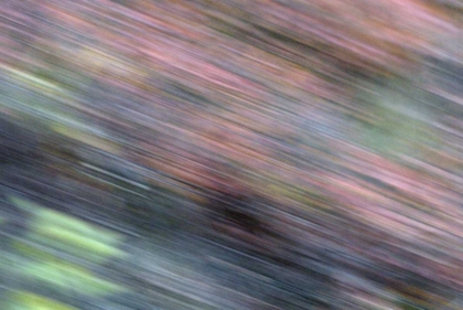 Picture of AK, DENALI NP BLUR OF AUTUMN TUNDRA SPRUCE TREES