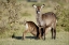 Picture of KENYA, LAKE NAIVASHA DEFASSA WATERBUCK AND YOUNG