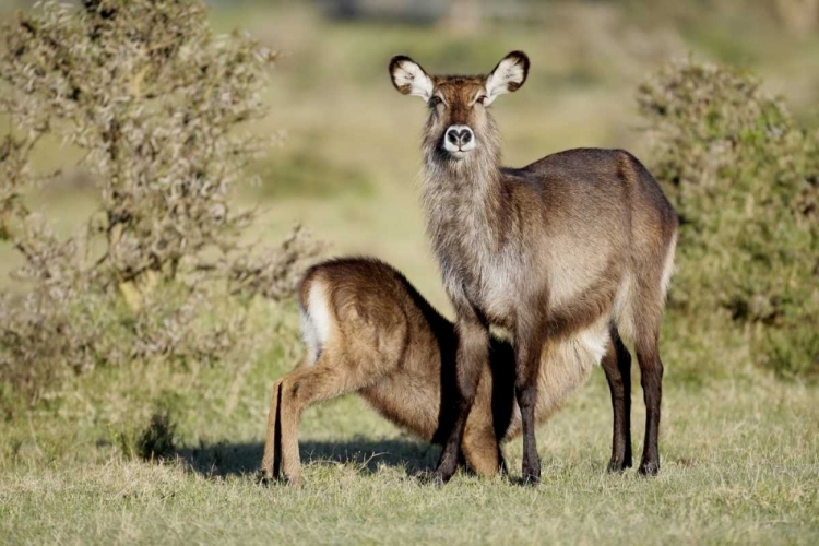 Picture of KENYA, LAKE NAIVASHA DEFASSA WATERBUCK AND YOUNG