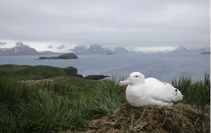 Picture of SOUTH GEORGIA ISL, PRION ISL WANDERING ALBATROSS