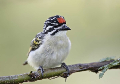 Picture of KENYA, MASAI MARA RED-FRONTED TINKERBIRD ON LIMB