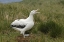 Picture of SOUTH GEORGIA ISL, PRION ISL WANDERING ALBATROSS