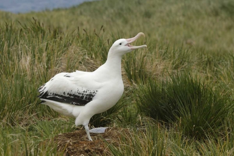 Picture of SOUTH GEORGIA ISL, PRION ISL WANDERING ALBATROSS