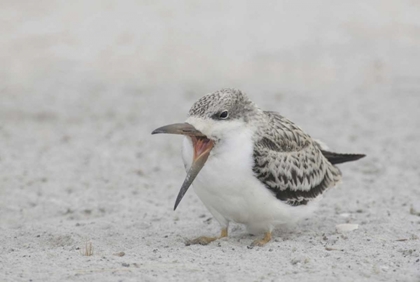 Picture of NY, NICKERSON BEACH, BLACK SKIMMER CHICK ON BEACH