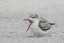 Picture of NY, NICKERSON BEACH, BLACK SKIMMER CHICK ON BEACH