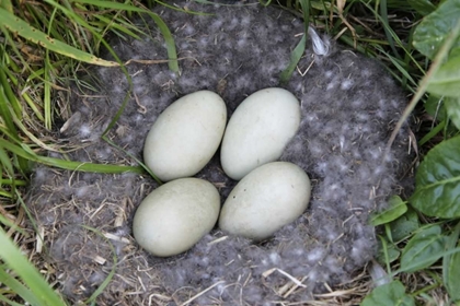 Picture of ICELAND, SNAEFELLSNES COMMON EIDER NEST AND EGGS