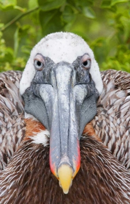 Picture of ECUADOR, GALAPAGOS ISLANDS, BROWN PELICAN ON NEST