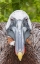 Picture of ECUADOR, GALAPAGOS ISLANDS, BROWN PELICAN ON NEST