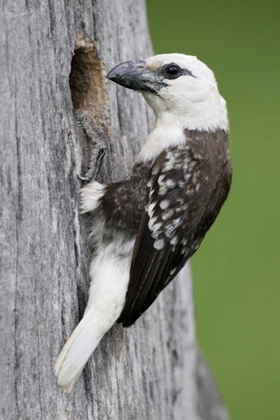 Picture of KENYA, LAKE NAIVASHA WHITE-HEADED BARBET AT NEST