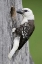 Picture of KENYA, LAKE NAIVASHA WHITE-HEADED BARBET AT NEST