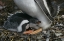 Picture of SOUTH GEORGIA ISL, GOLD BAY GENTOO PENGUIN CHICK