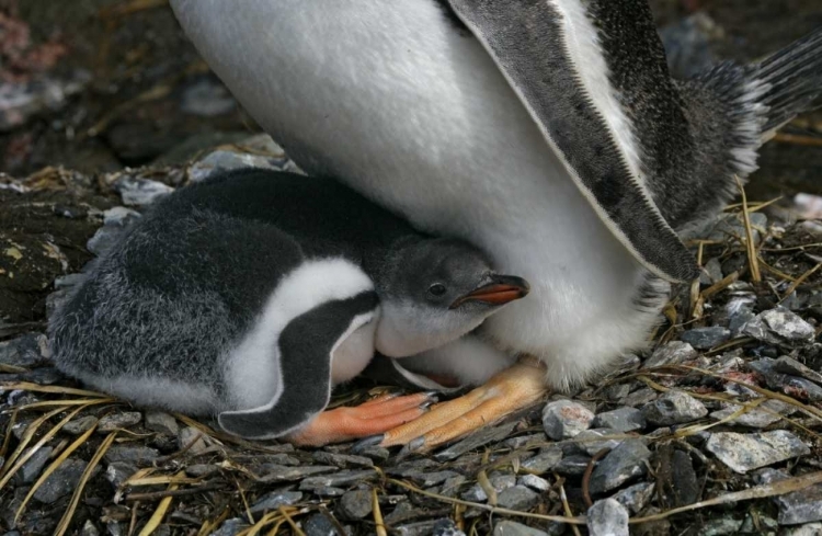 Picture of SOUTH GEORGIA ISL, GOLD BAY GENTOO PENGUIN CHICK