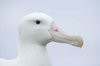 Picture of SOUTH GEORGIA ISL, PRION ISL WANDERING ALBATROSS