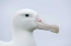 Picture of SOUTH GEORGIA ISL, PRION ISL WANDERING ALBATROSS