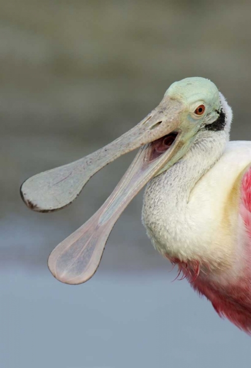 Picture of FL, FORT DE SOTO PARK LAUGHING ROSEATE SPOONBILL