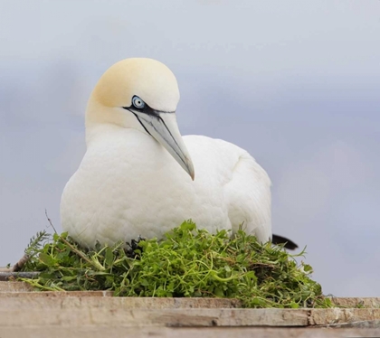 Picture of CANADA, QUEBEC, NORTHERN GANNET BIRD SITS ON NEST