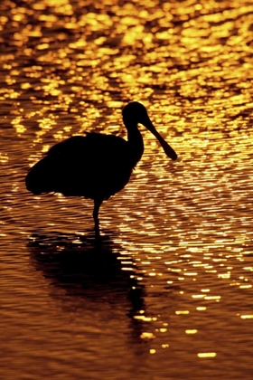 Picture of FL, VIERRA WETLANDS ROSEATE SPOONBILL SILHOUETTE