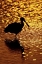 Picture of FL, VIERRA WETLANDS ROSEATE SPOONBILL SILHOUETTE