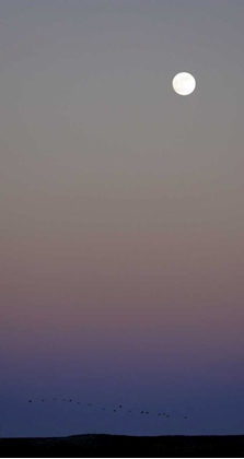 Picture of NEW MEXICO SANDHILL CRANES FLYING UNDER THE MOON