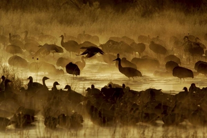 Picture of NEW MEXICO FLOCK OF BIRDS IN POND AND GROUND FOG