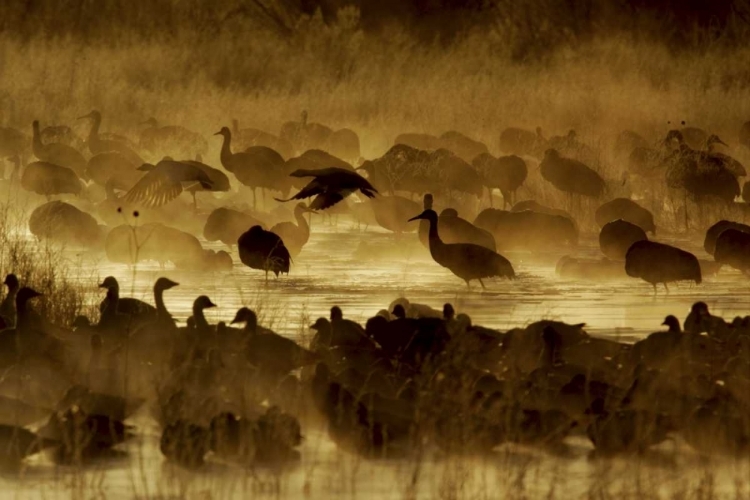 Picture of NEW MEXICO FLOCK OF BIRDS IN POND AND GROUND FOG