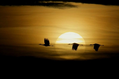 Picture of NEW MEXICO SILHOUETTES OF SANDHILL CRANES FLYING