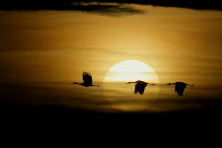 Picture of NEW MEXICO SILHOUETTES OF SANDHILL CRANES FLYING