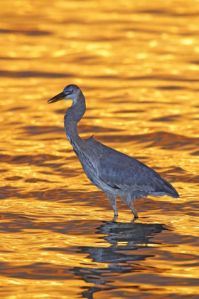 Picture of FL, FORT DE SOTO PARK GREAT BLUE HERON AT SUNSET