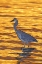 Picture of FL, FORT DE SOTO PARK GREAT BLUE HERON AT SUNSET