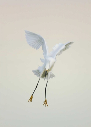 Picture of FL, FT MEYERS BEACH SNOWY EGRET LANDING AT DAWN