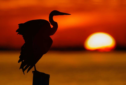 Picture of FL, ST PETERSBURG, SILHOUETTE OF GREAT BLUE HERON